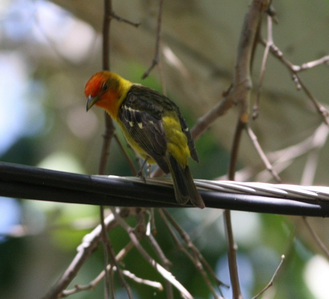 Western Tanager - ML41477781