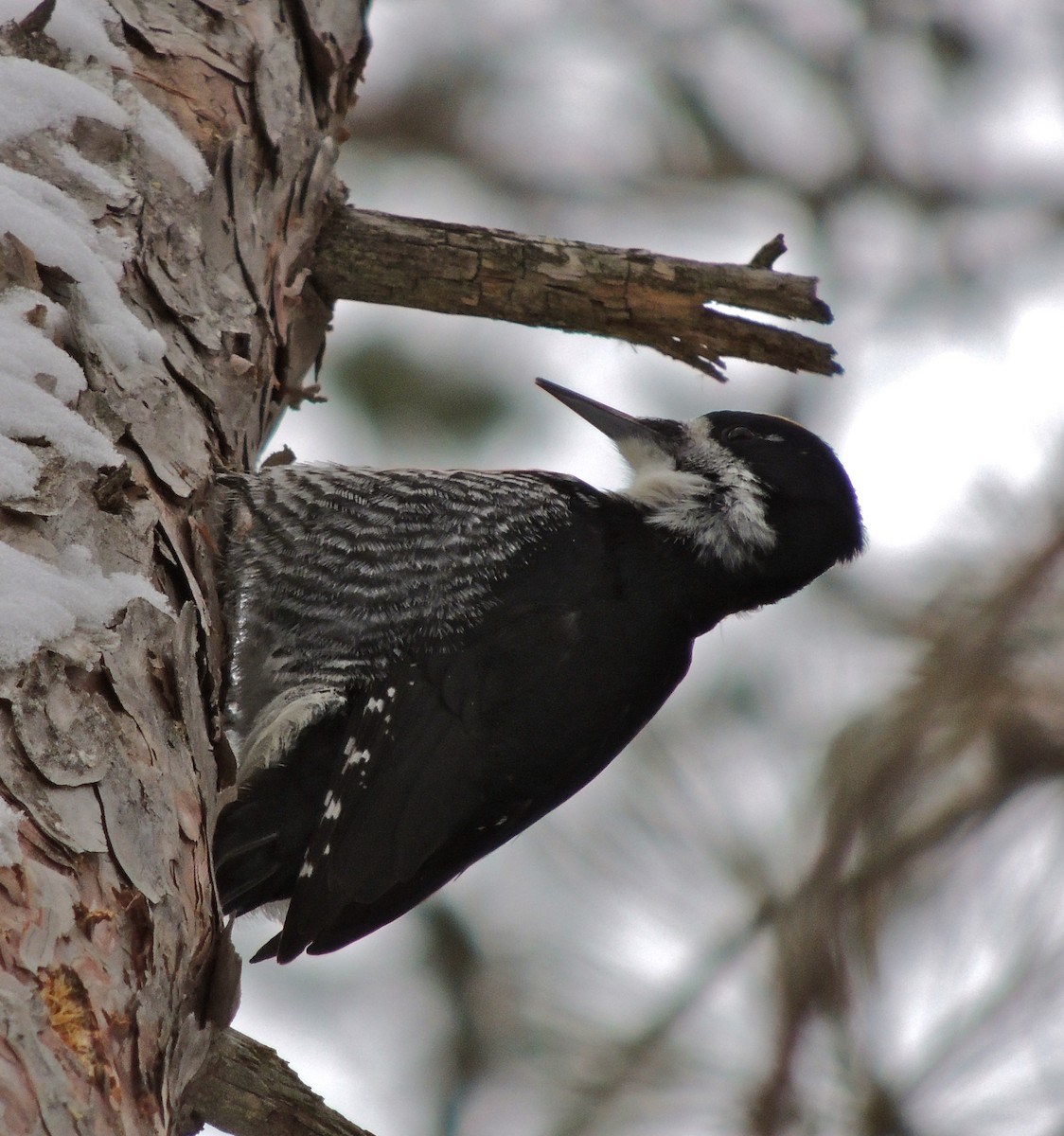 Black-backed Woodpecker - ML41478081