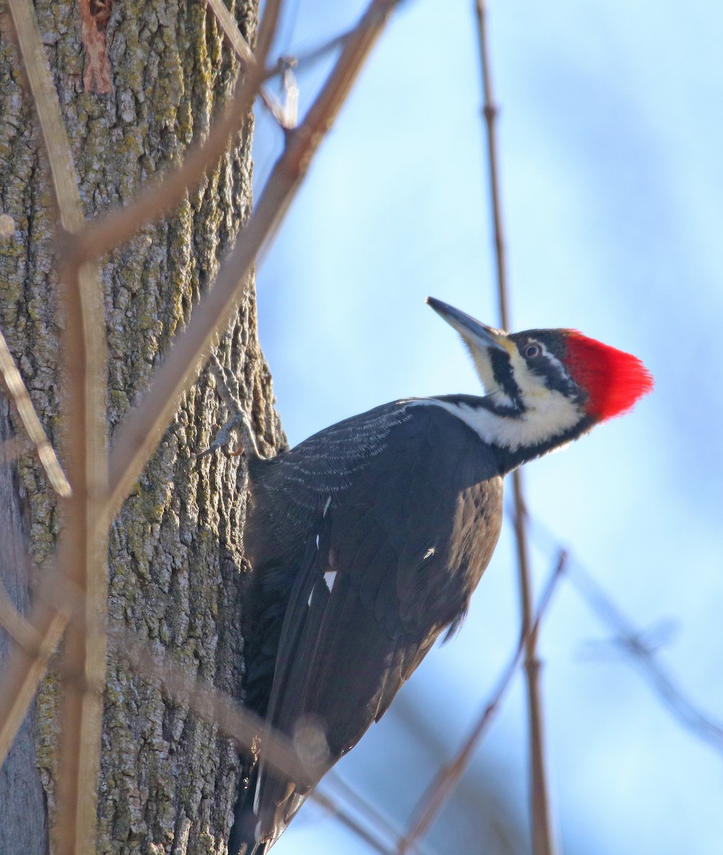 Pileated Woodpecker - ML414783331