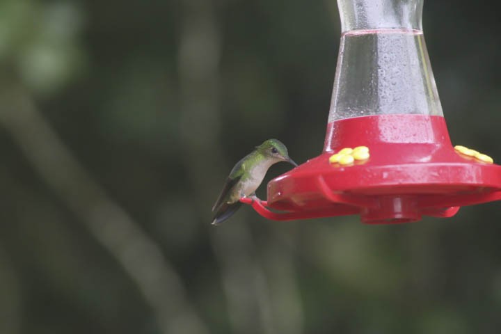 Violet-bellied Hummingbird - ML414785741