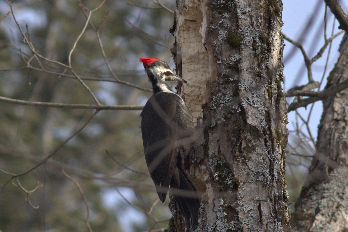 Pileated Woodpecker - ML414786781