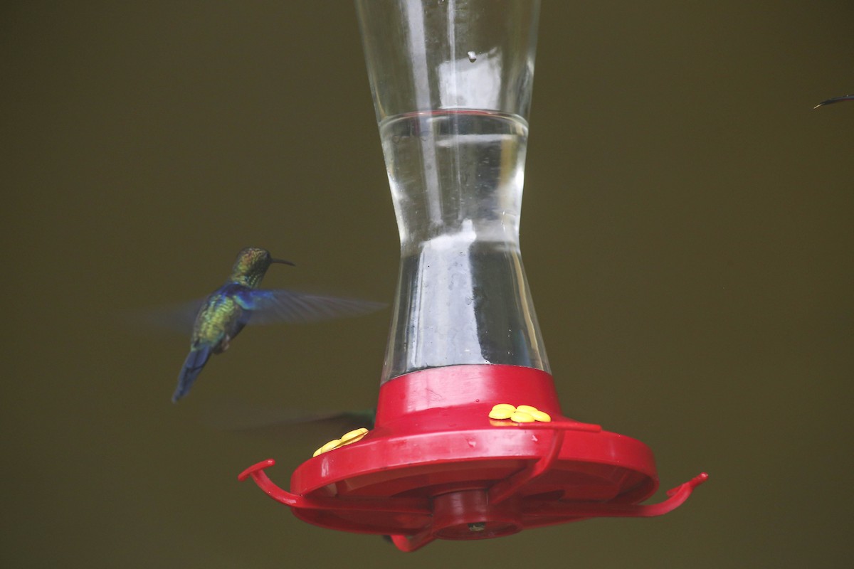 Violet-bellied Hummingbird - ML414787291