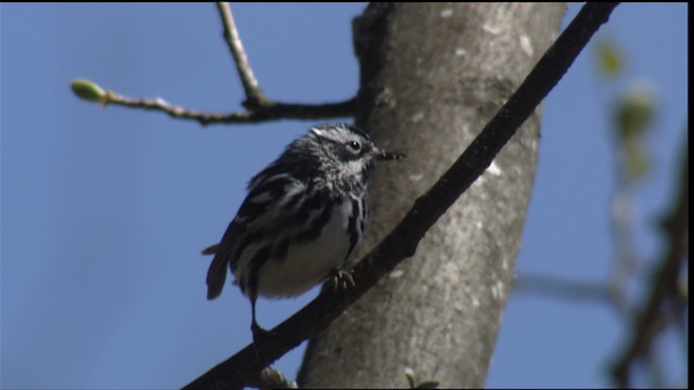 Black-and-white Warbler - ML414794