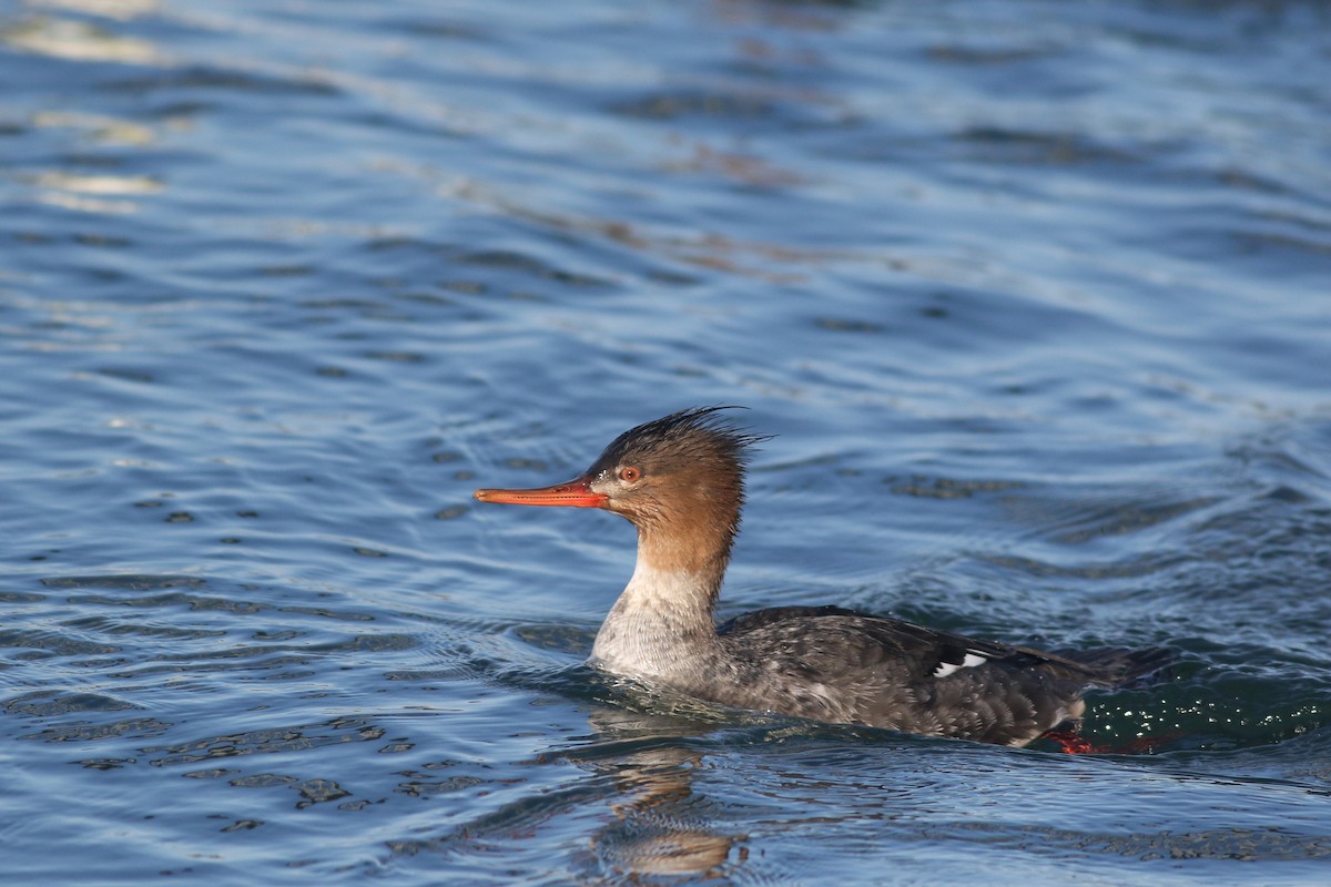 Red-breasted Merganser - Lily Morello