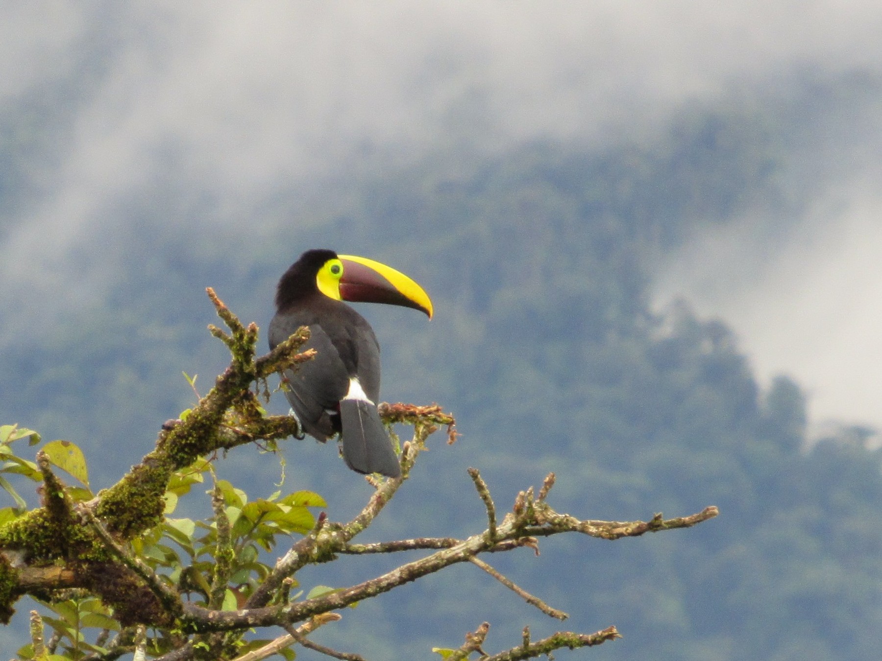 Yellow-throated Toucan - Jim Zook