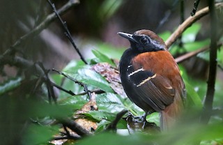 Cordillera Azul Antbird - Myrmoderus eowilsoni - Birds of the World