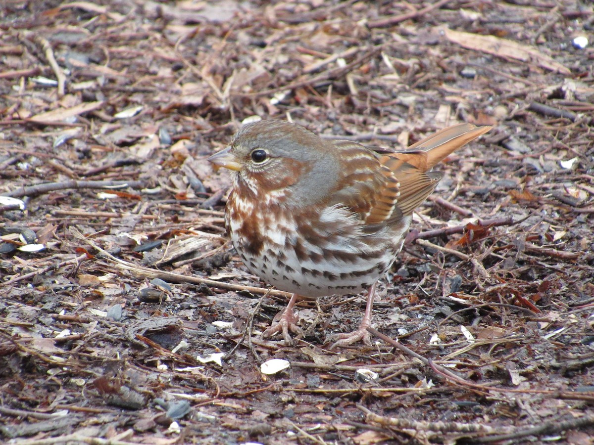 Fox Sparrow (Red) - ML414808991