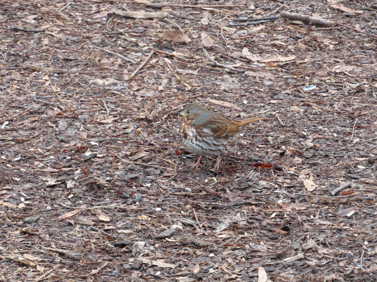 Fox Sparrow (Red) - ML414809011