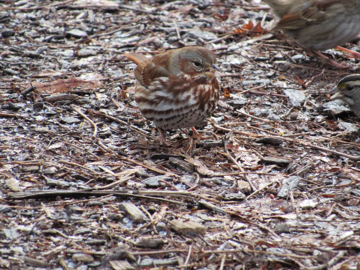 Fox Sparrow (Red) - ML414809241