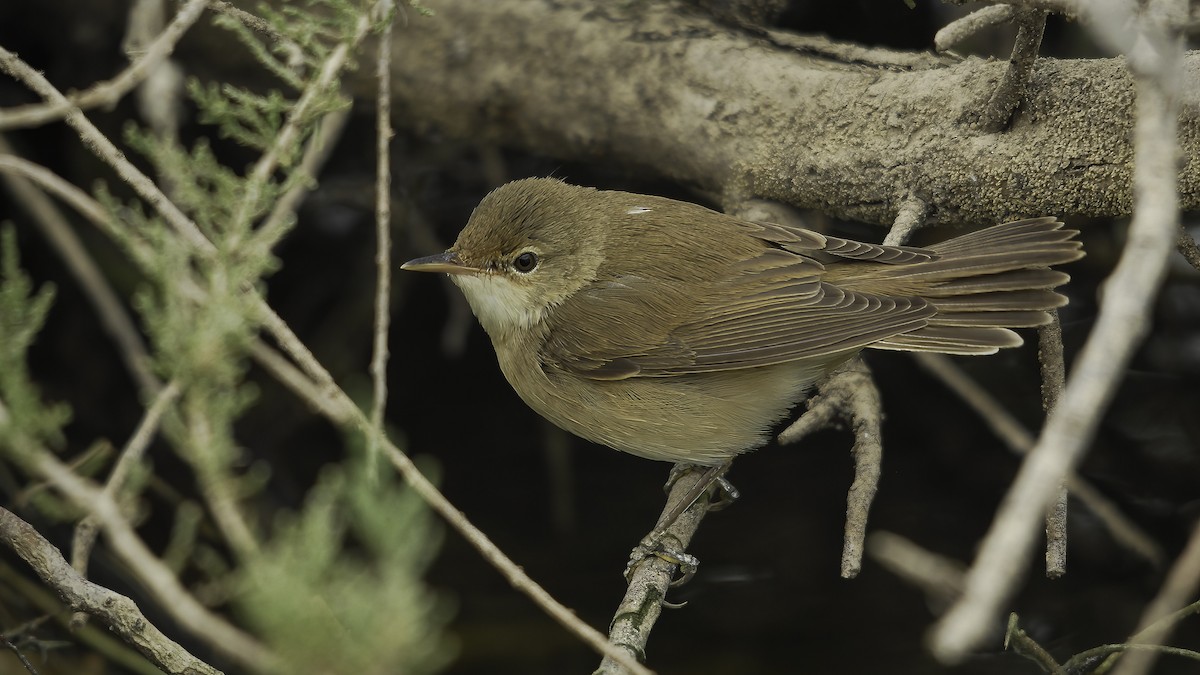 Common Reed Warbler (Common) - ML414817451