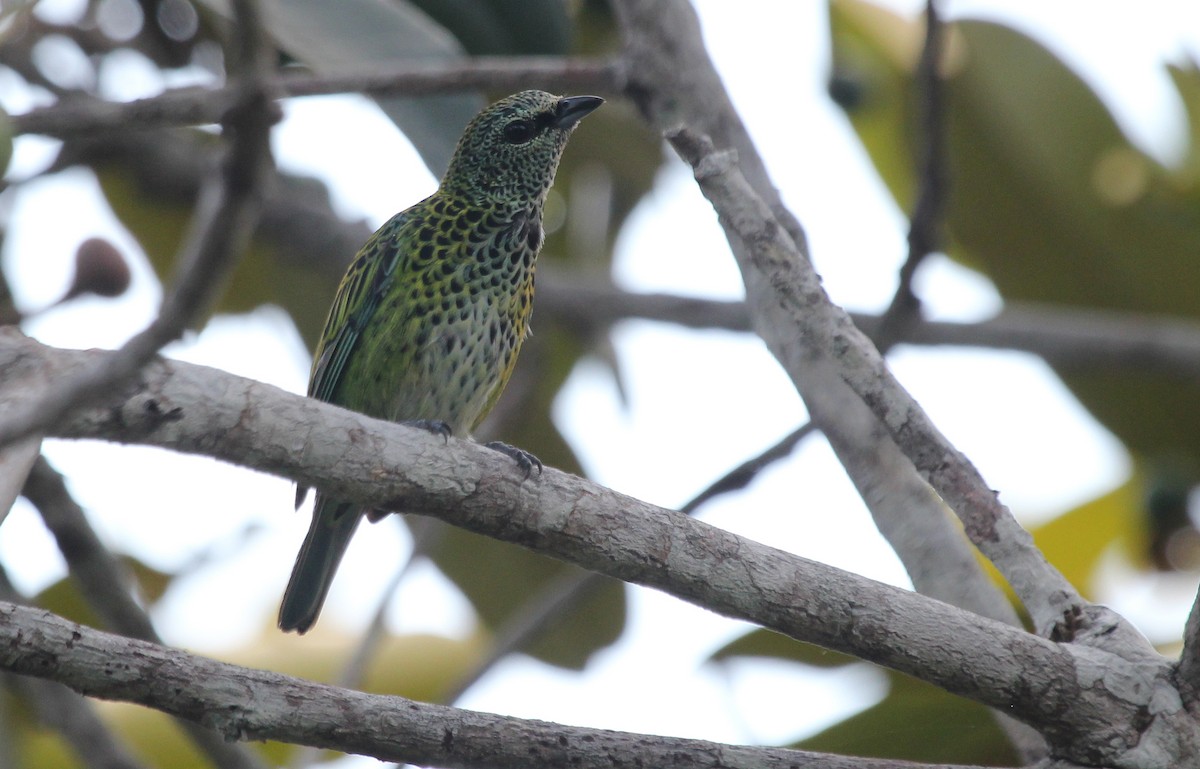 Spotted Tanager - ML41482101