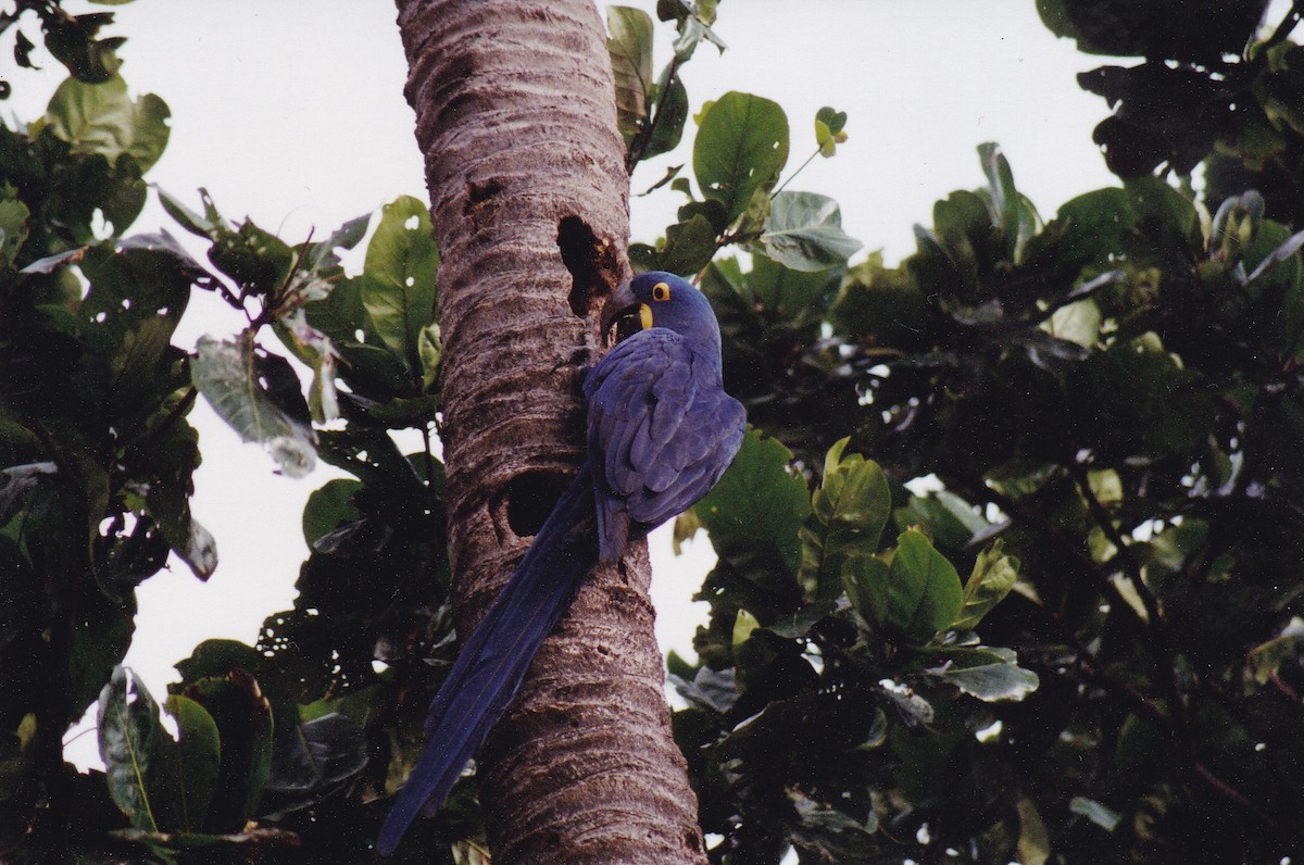 Hyacinth Macaw - ML414821731