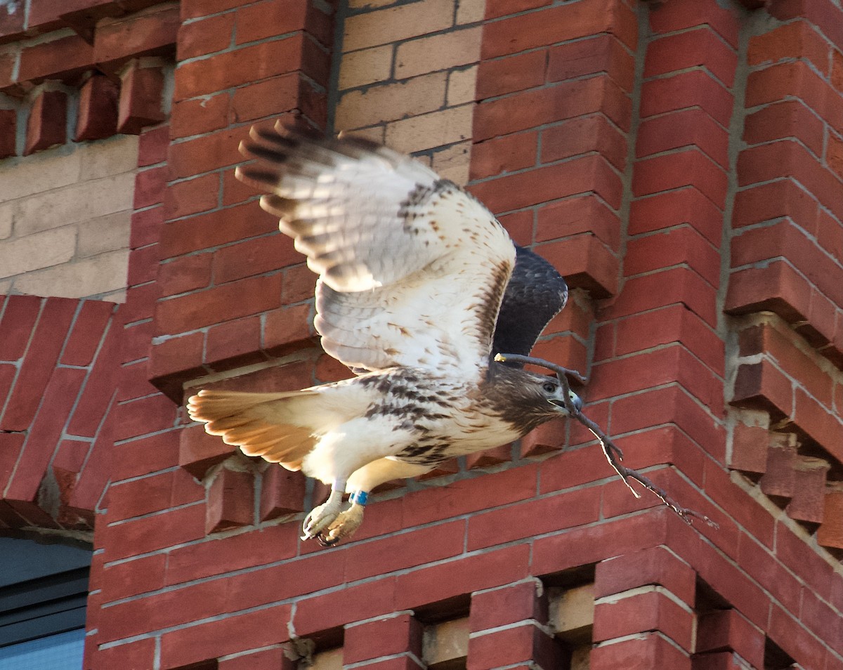 Red-tailed Hawk - Danny Wyatt