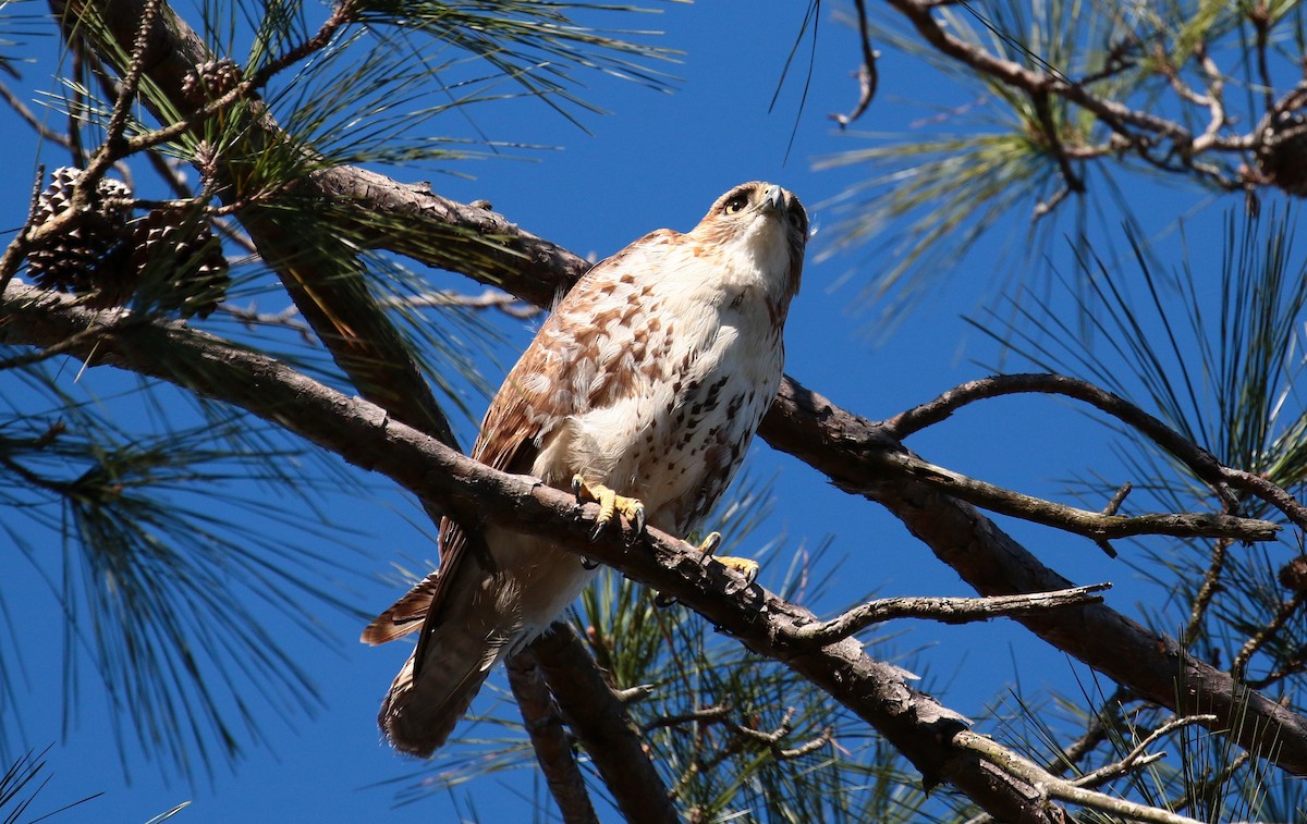 Red-tailed Hawk - ML414825171