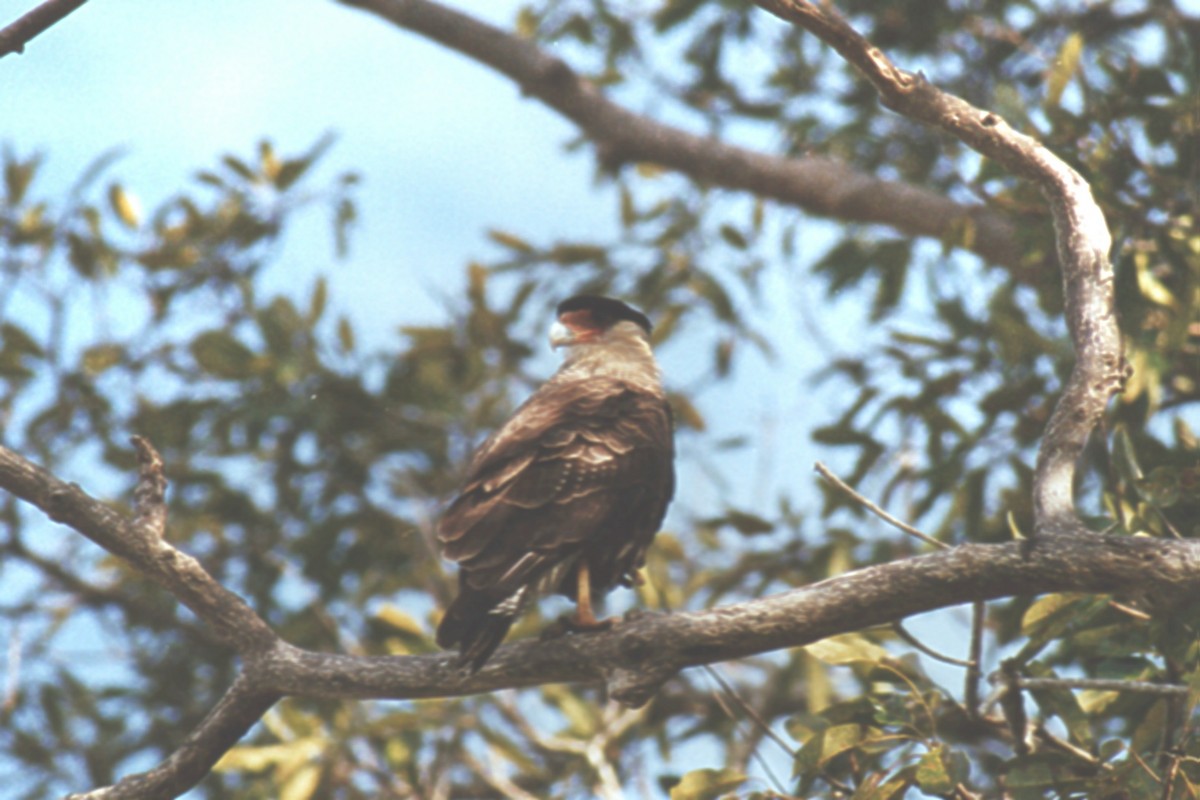 Crested Caracara (Southern) - ML414825831