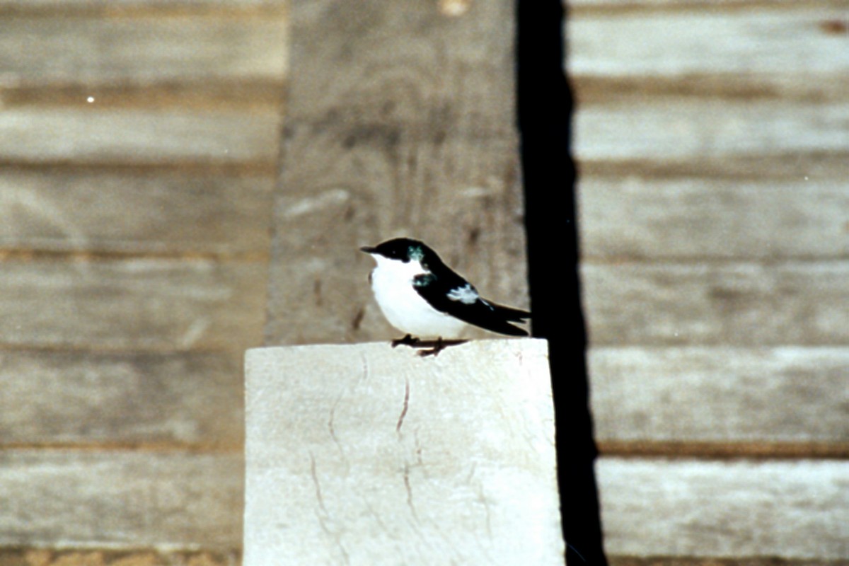 White-winged Swallow - ML414826391