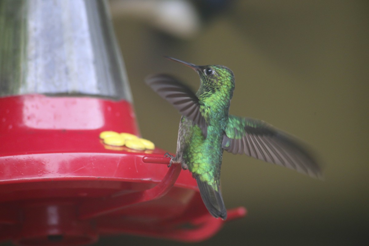 Violet-bellied Hummingbird - Philip Downey