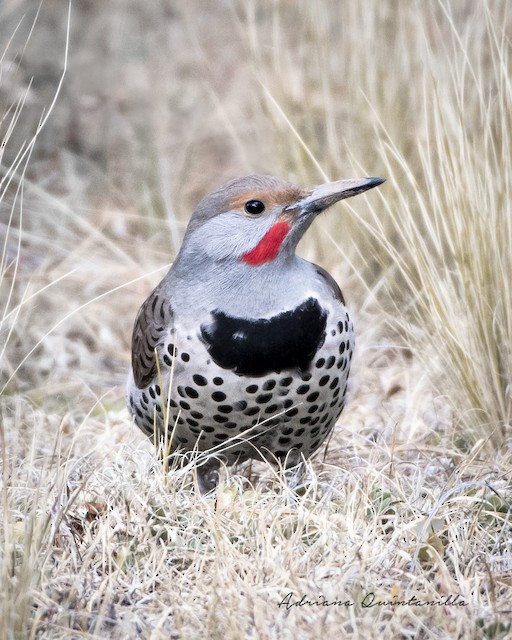 Male frontal view (subspecies <em class="SciName notranslate">nanus</em>). - Northern Flicker - 