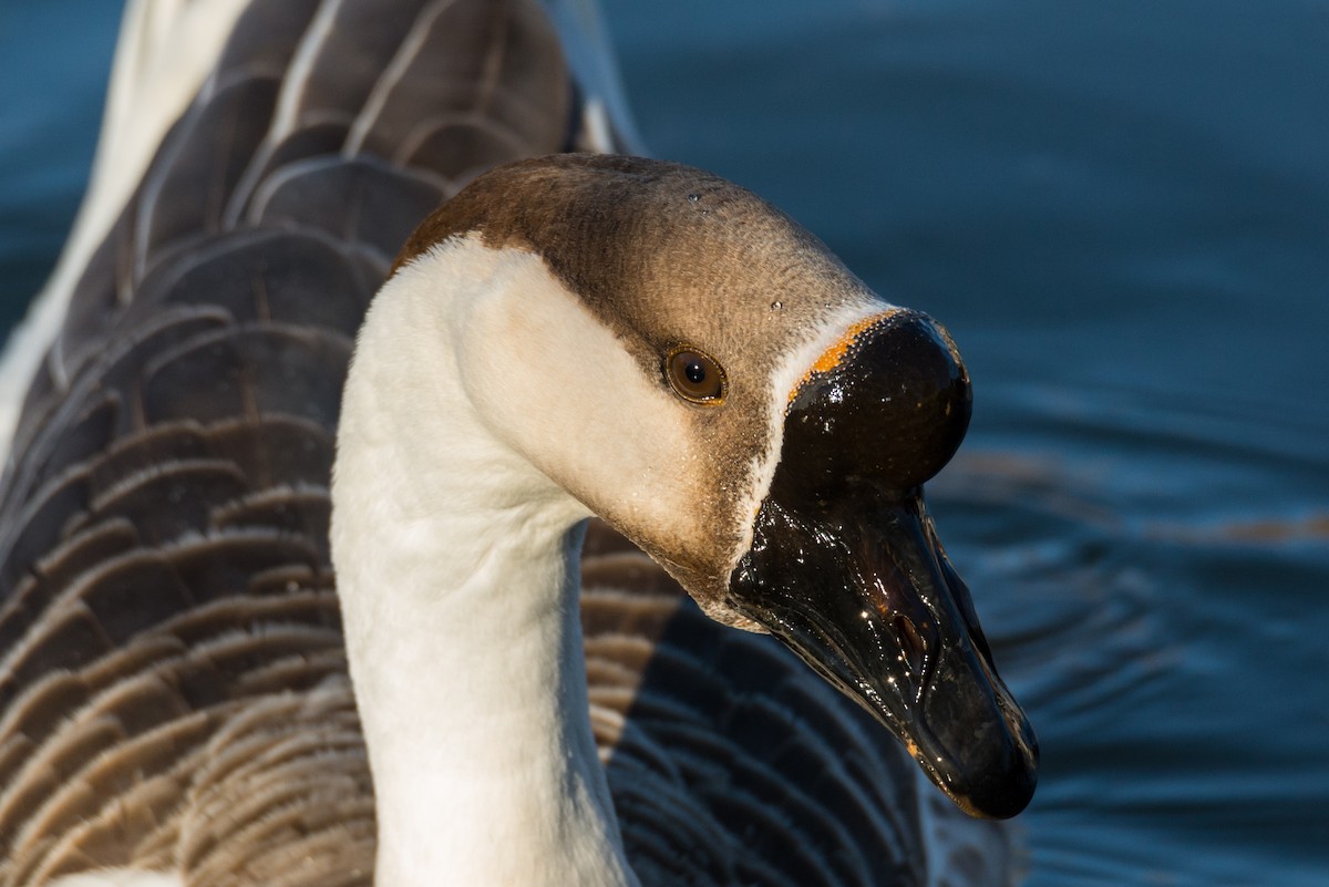 Swan Goose (Domestic type) - ML414842161