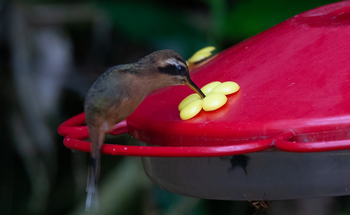 kolibřík šedobradý (ssp. griseogularis/zonura) - ML414843531