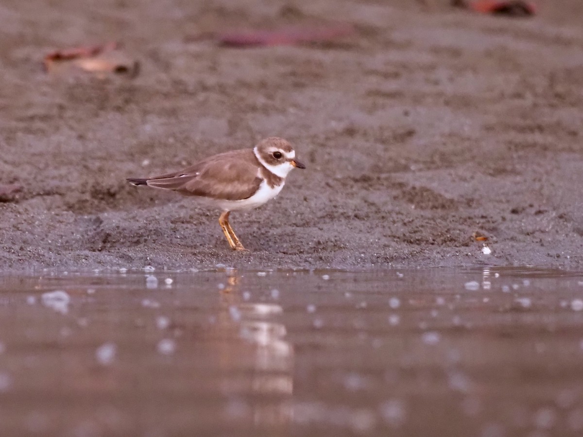 Semipalmated Plover - ML414846241