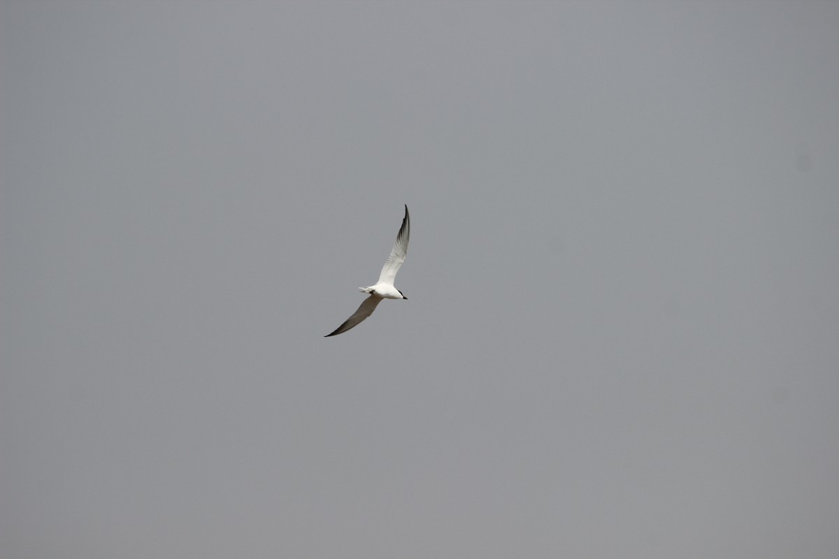 Gull-billed Tern - Kevin Cheng