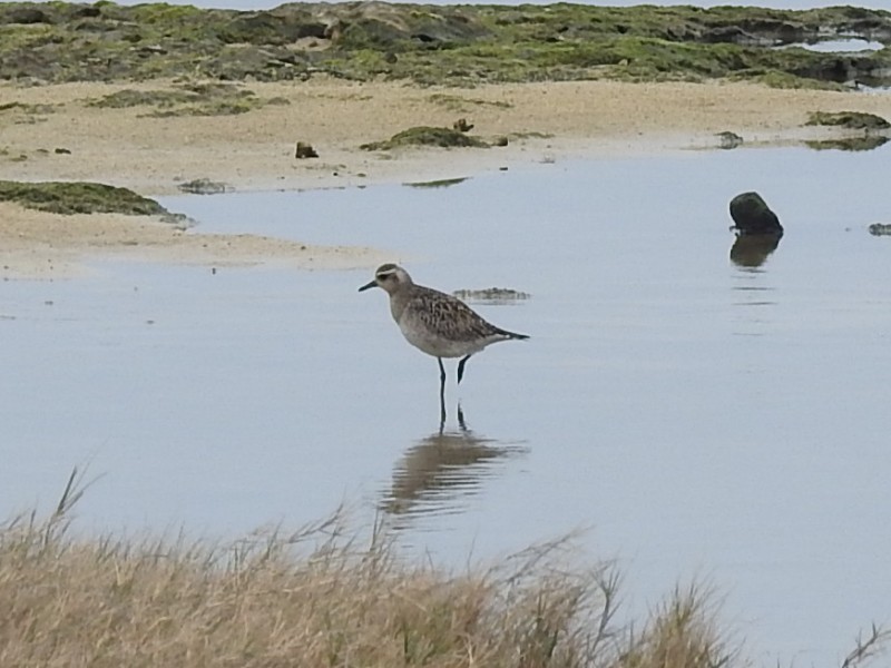 Black-bellied Plover - 春雄 太田