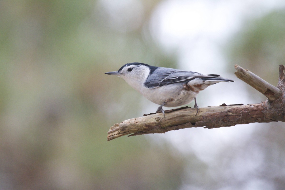 White-breasted Nuthatch - Doug Hitchcox