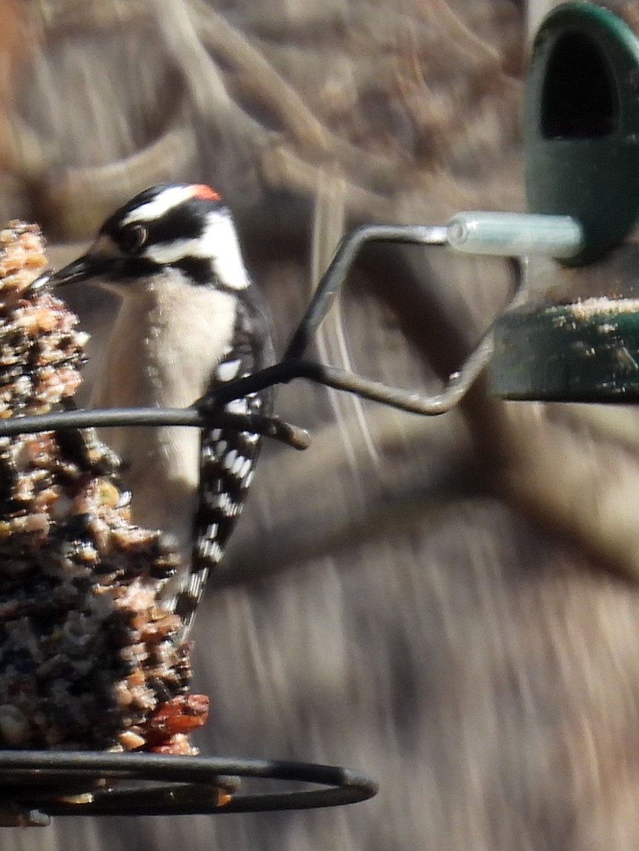 Downy Woodpecker (Eastern) - ML414871261