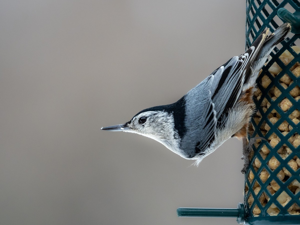 White-breasted Nuthatch - ML414873501