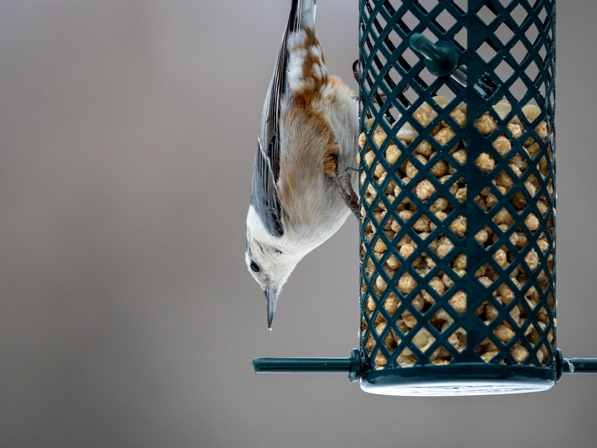 White-breasted Nuthatch - ML414873521