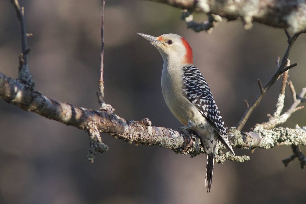 Red-bellied Woodpecker - Doug Hitchcox
