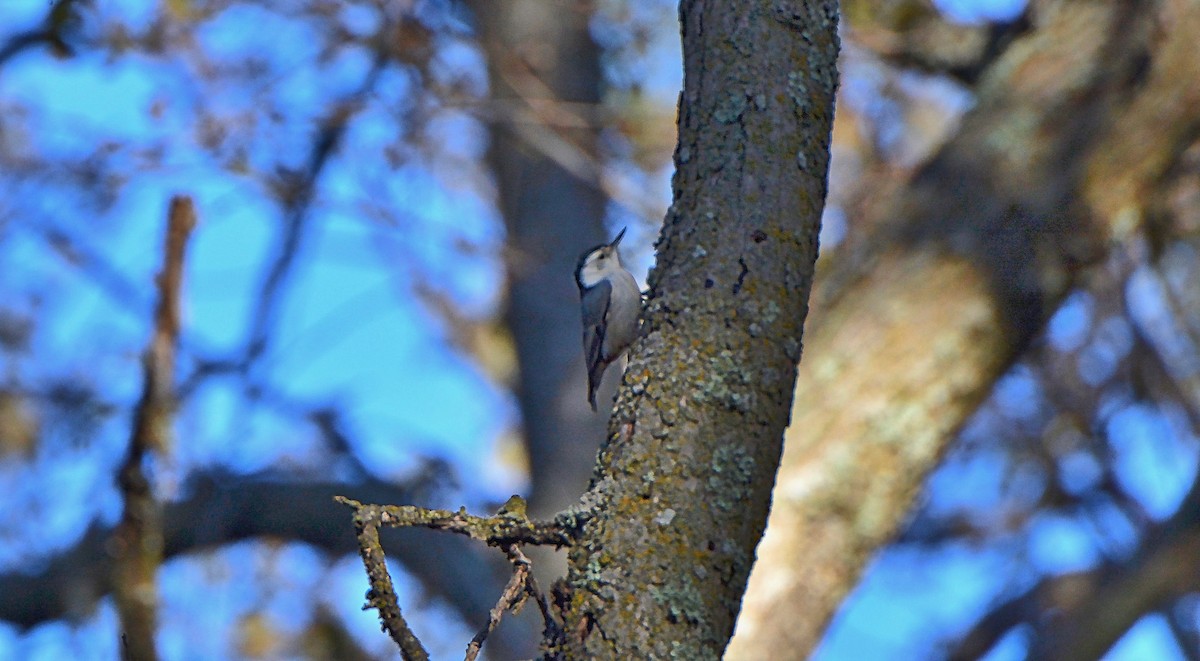 White-breasted Nuthatch - ML41487861