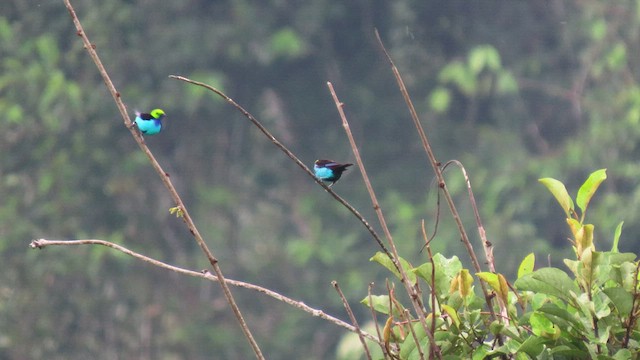 Paradise Tanager - ML414878771