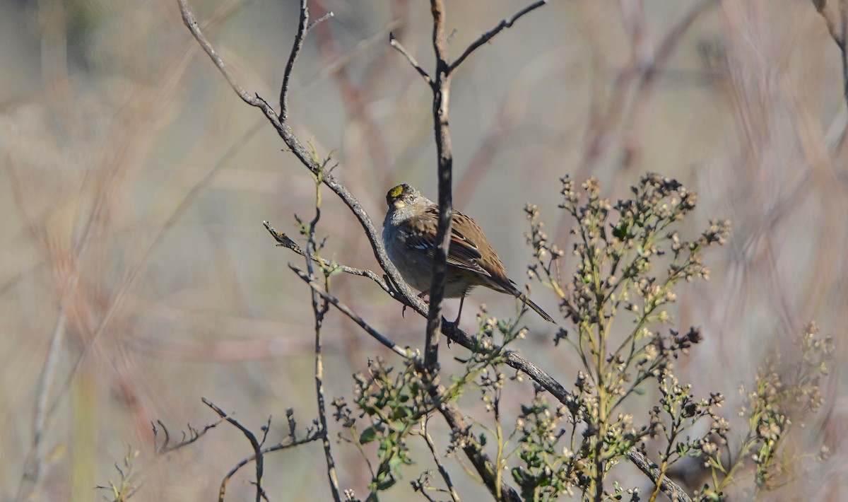 Golden-crowned Sparrow - ML41488011