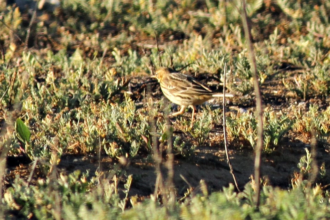 Red-throated Pipit - ML41488061