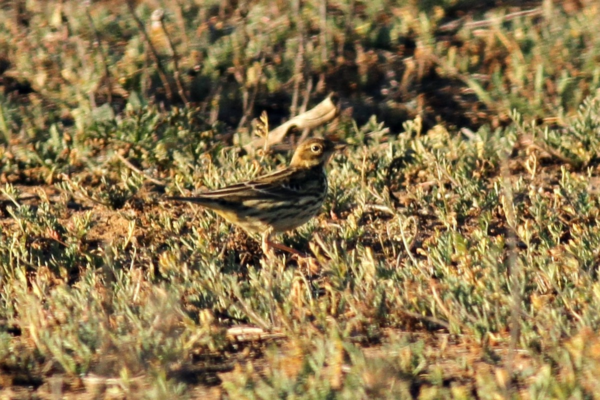 Red-throated Pipit - ML41488071