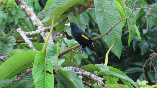 Yellow-rumped Cacique - ML414884091