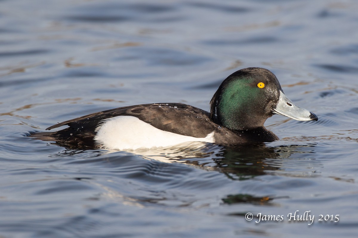 Tufted Duck - ML414888801