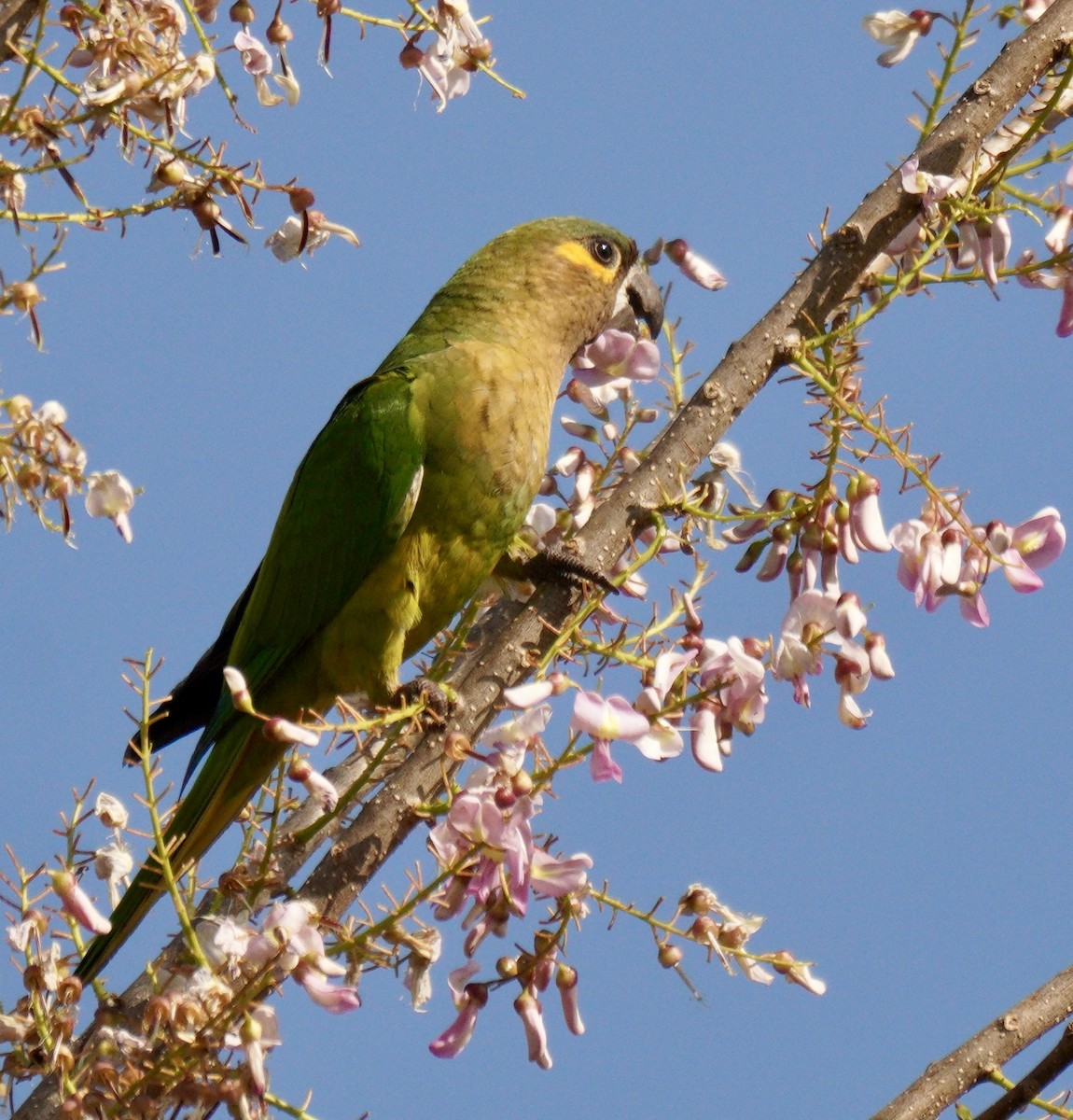 Kahverengi Gerdanlı Papağan (ocularis) - ML414889981