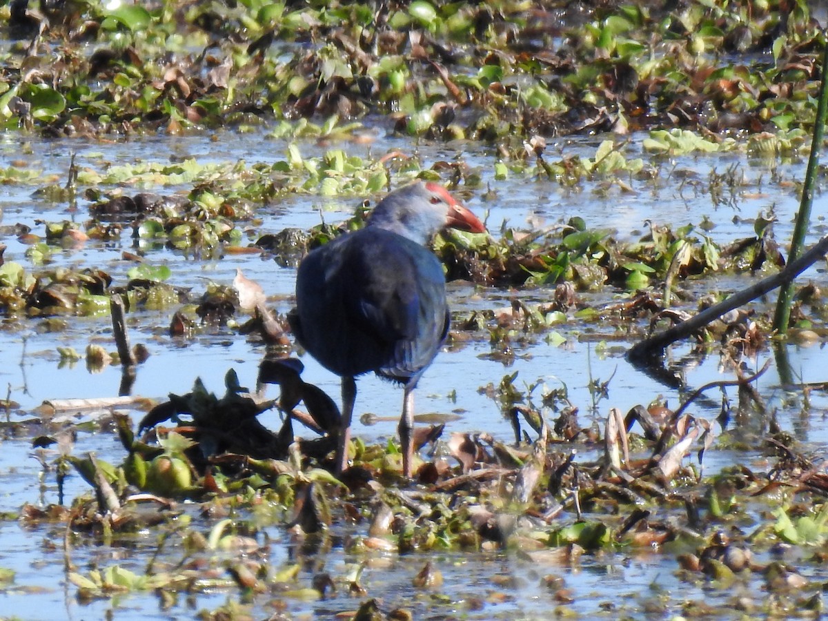 eBird Checklist 10 Feb 2022 The Celery Fields 43 species