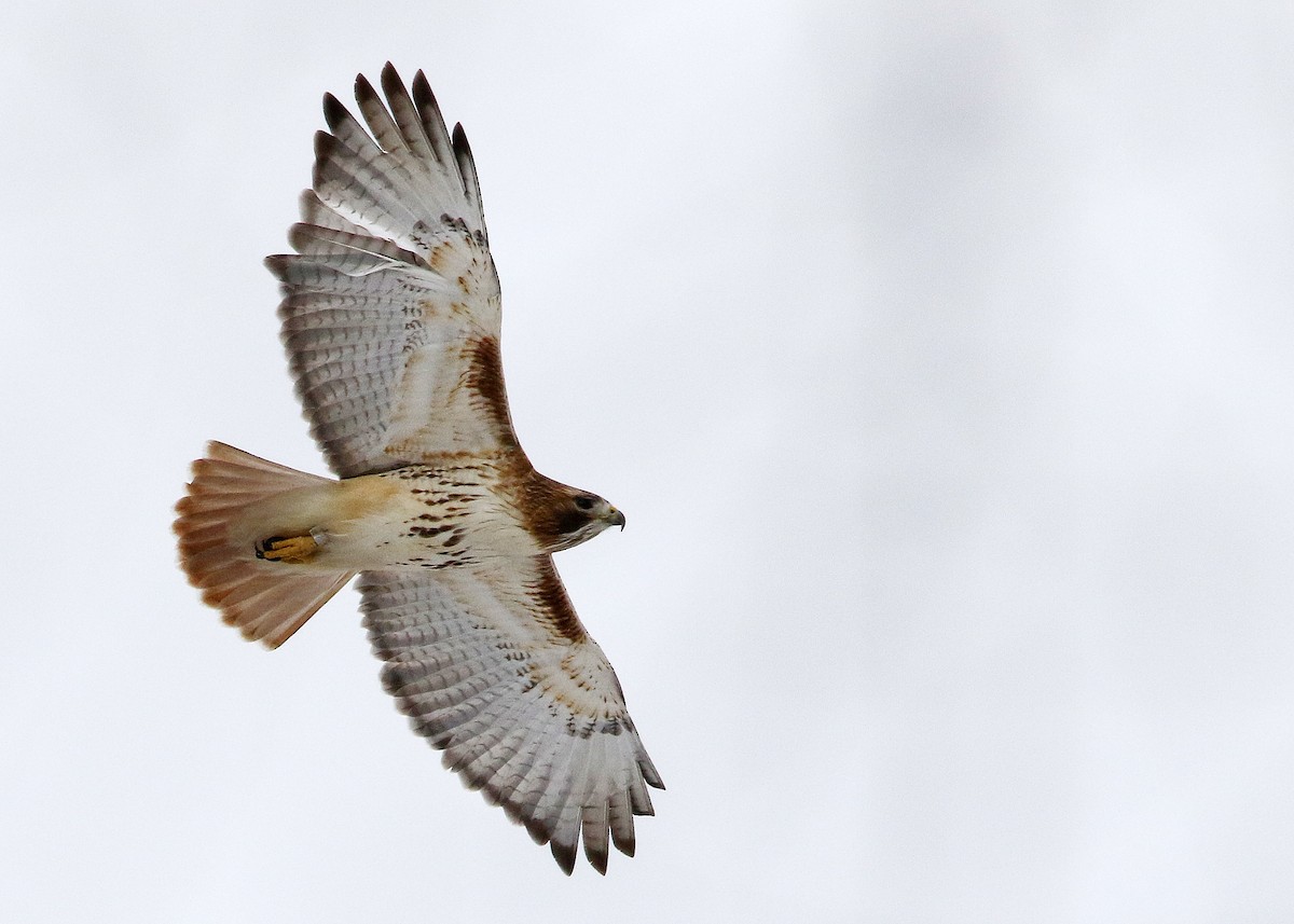 Red-tailed Hawk - Bruce Arnold