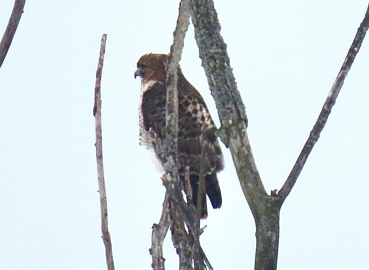 Red-tailed Hawk - ML414897451