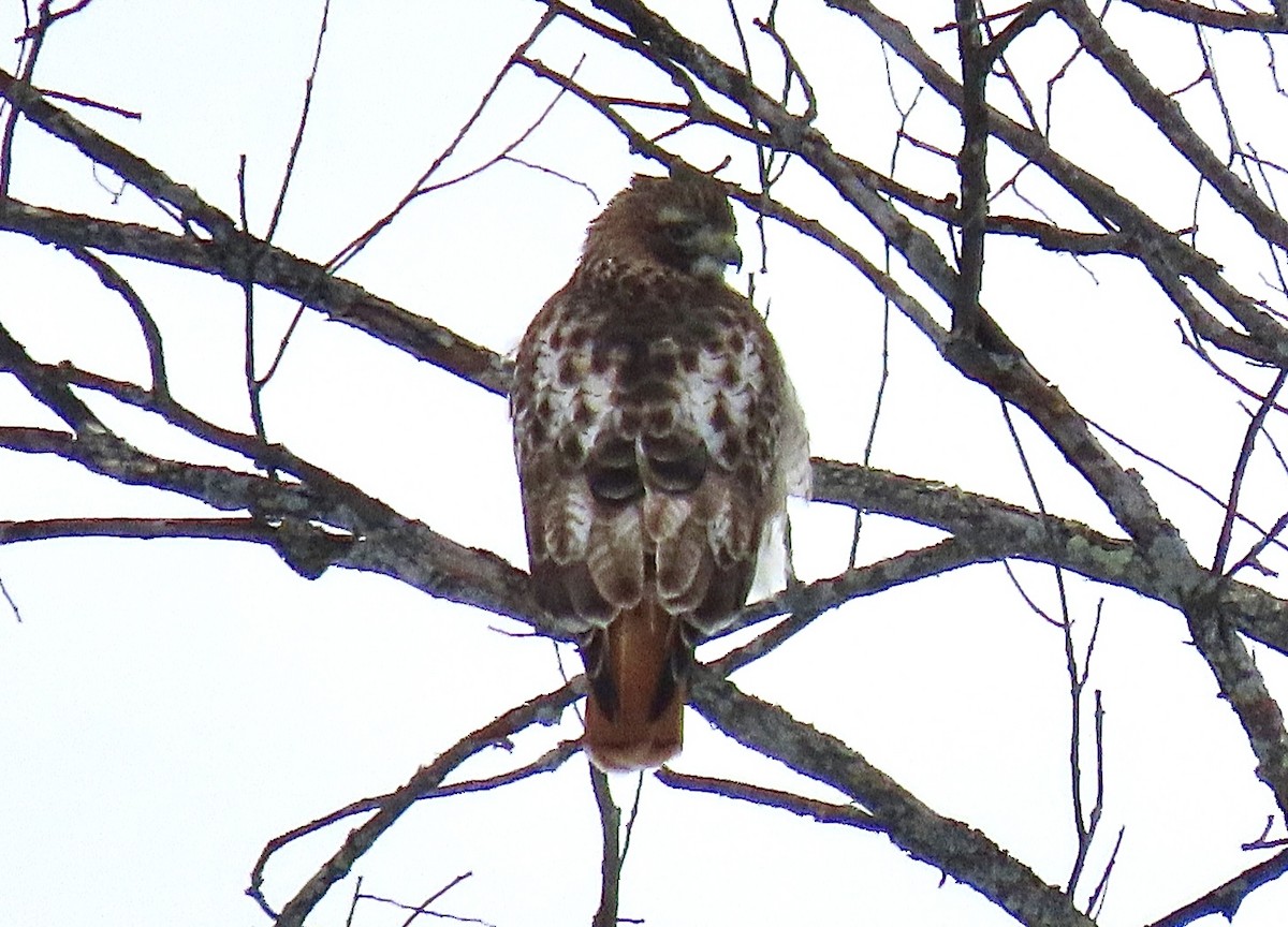 Red-tailed Hawk - ML414899071