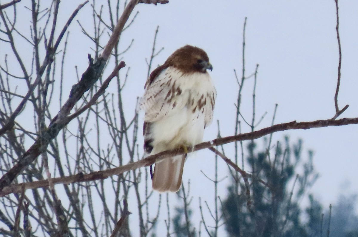 Red-tailed Hawk - ML414900081