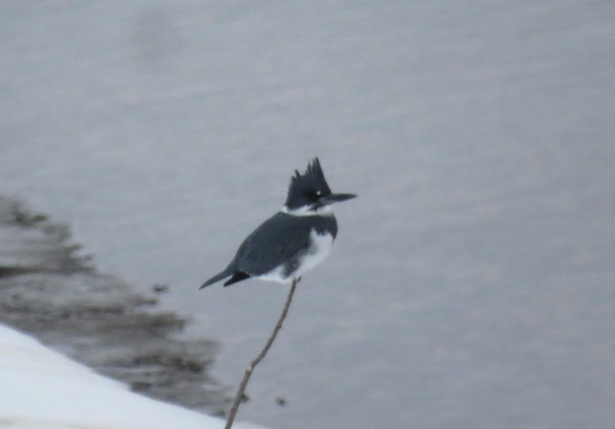 Belted Kingfisher - ML414905931