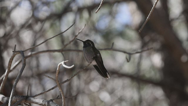 kolibřík blankytohrdlý - ML414907331