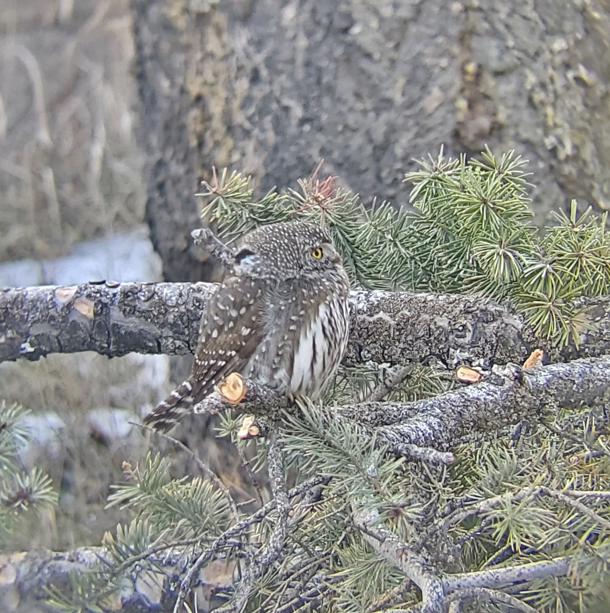 Northern Pygmy-Owl - ML414908731