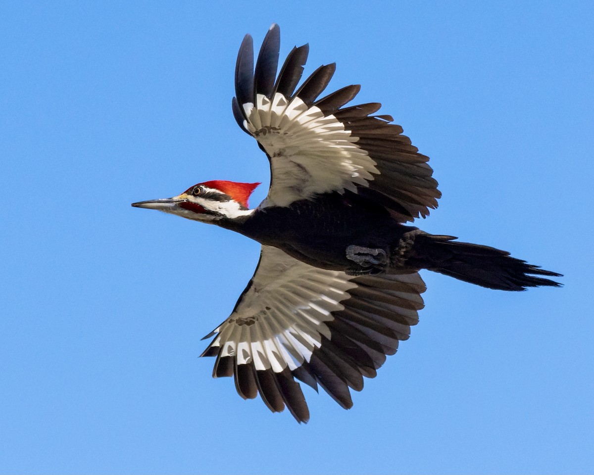 Pileated Woodpecker - Beth Price