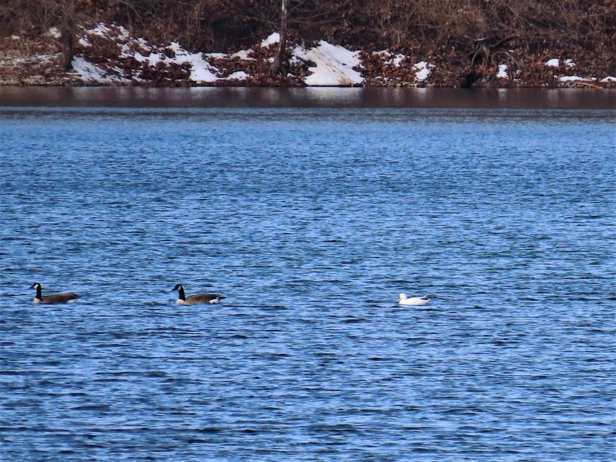 eBird Checklist 10 Feb 2022 FurField Dog Park 23 species